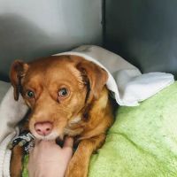 Waleska Animal Hospital ico