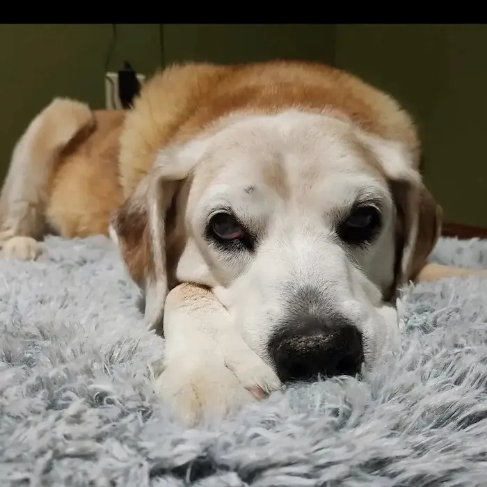 Waleska Animal Hospital Picture 5