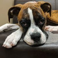 Veterinary Care Center LLC ico