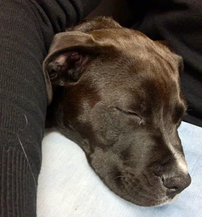 Veterinary Care Center LLC Picture 10