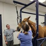 Georgia Equine Veterinary Services and Hospital