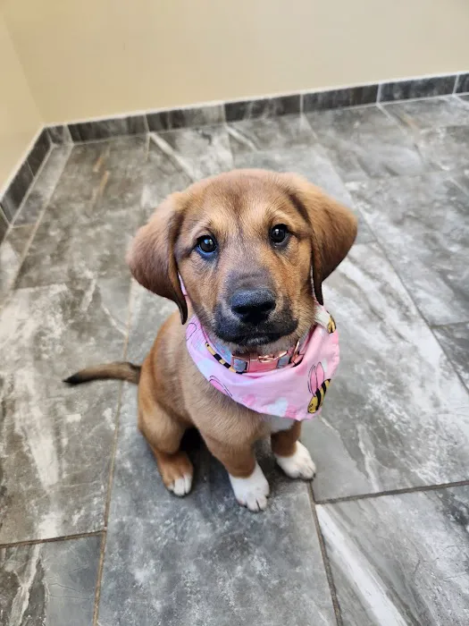 Riverstone Animal Hospital Picture 7
