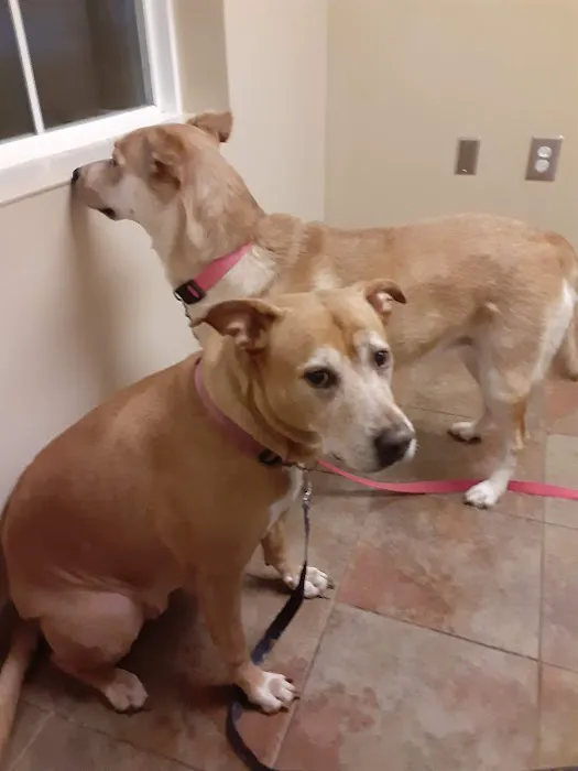 Riverstone Animal Hospital Picture 8