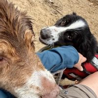Free Home Animal Hospital ico