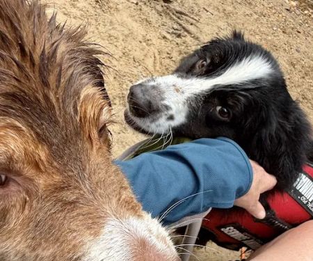 Free Home Animal Hospital