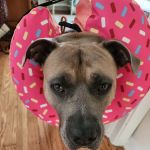 Myrtle Grove Animal Hospital
