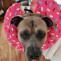 Myrtle Grove Animal Hospital ico