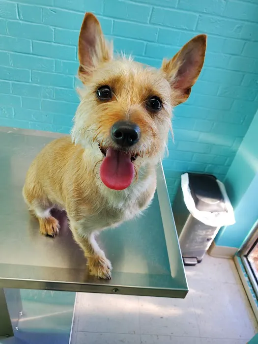 Animal Hospital of New Bern Picture 5