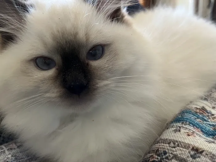 Wilsoncreek Ragdolls Picture 2