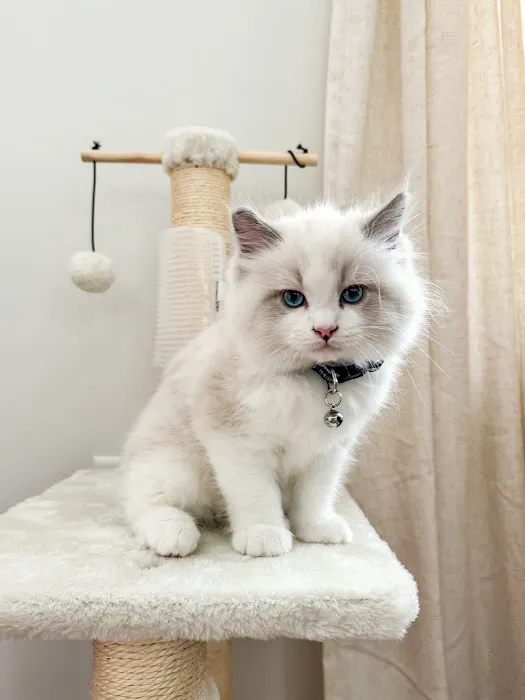 Wilsoncreek Ragdolls Picture 1