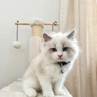 Wilsoncreek Ragdolls ico