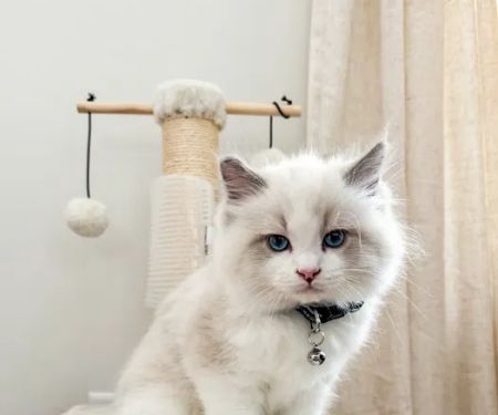 Wilsoncreek Ragdolls