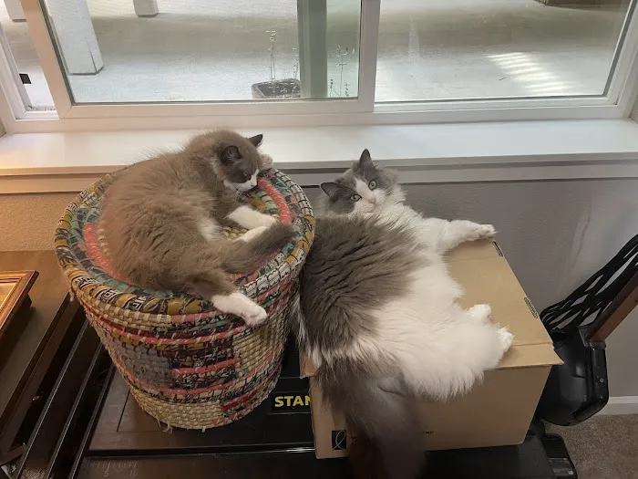 Wilsoncreek Ragdolls Picture 4