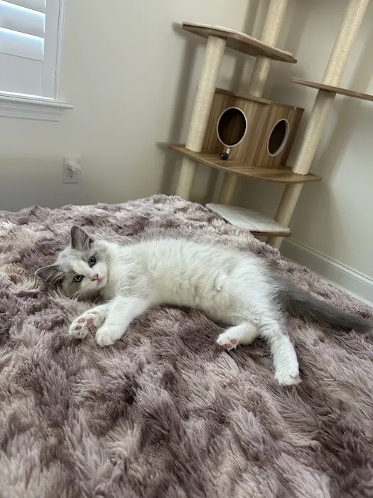 Wilsoncreek Ragdolls Picture 7