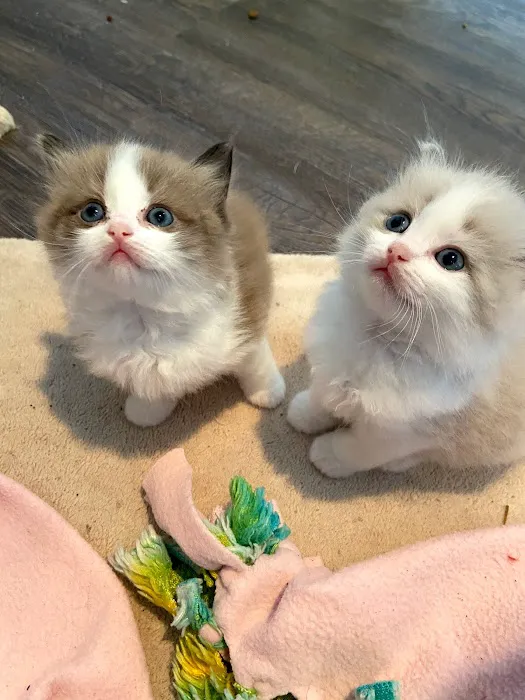 Wilsoncreek Ragdolls Picture 6