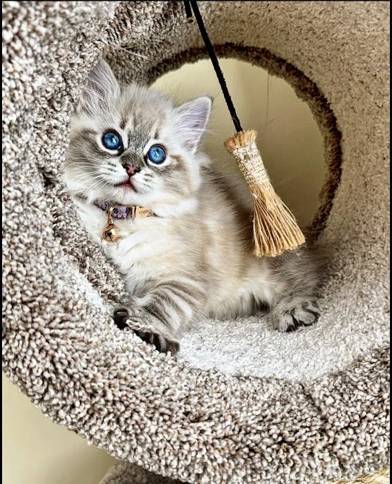 Wilsoncreek Ragdolls Picture 10