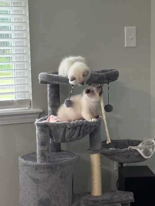 Wilsoncreek Ragdolls Picture 8