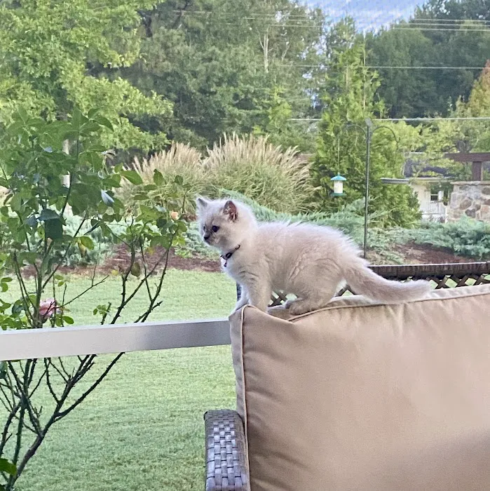 Wilsoncreek Ragdolls Picture 9