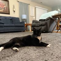 The Pet Hospital Of New Bern ico