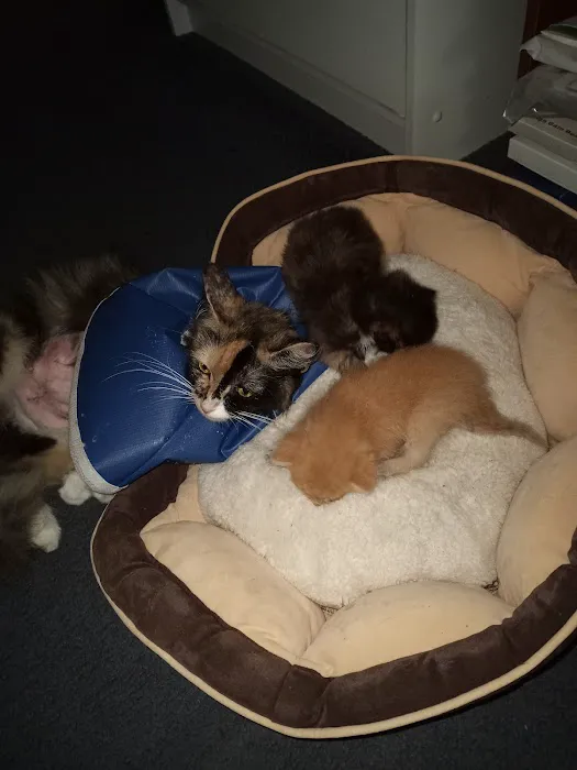 The Pet Hospital Of New Bern Picture 4