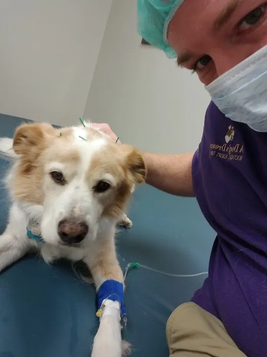 Synergy Integrative Specialty Veterinary Clinic Picture 6