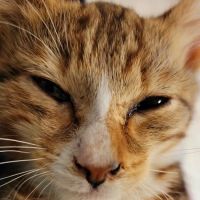 Neuse Veterinary Clinic ico