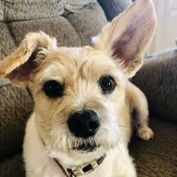 Animal Care Center Veterinary Hospital ico
