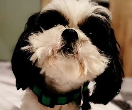 Thunder Road Veterinary Services, LLC