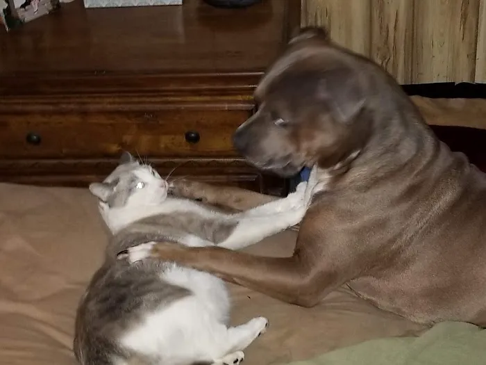Thunder Road Veterinary Services, LLC Picture 6