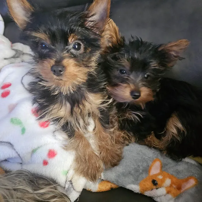 Harlan Animal Hospital Picture 2