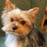 Harlan Animal Hospital