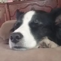 Rutledge Animal Clinic ico