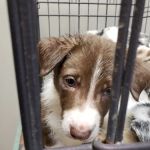 Union County Animal Hospital