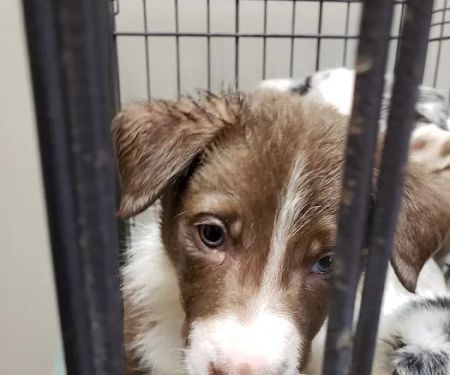 Union County Animal Hospital