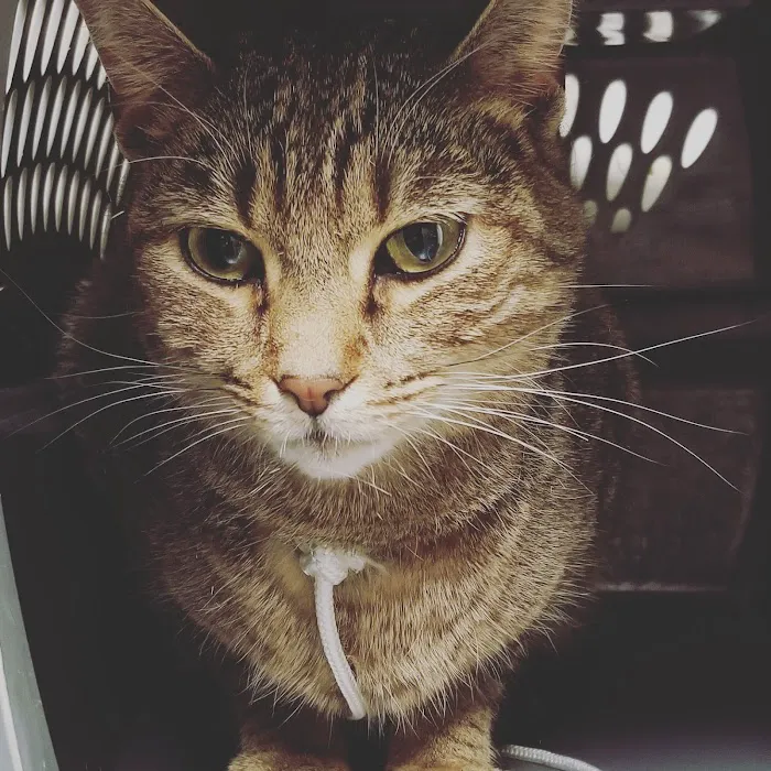 Union County Animal Hospital Picture 10