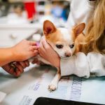 Best Practices for Senior Cat Diet and Nutrition | Brothers Pets