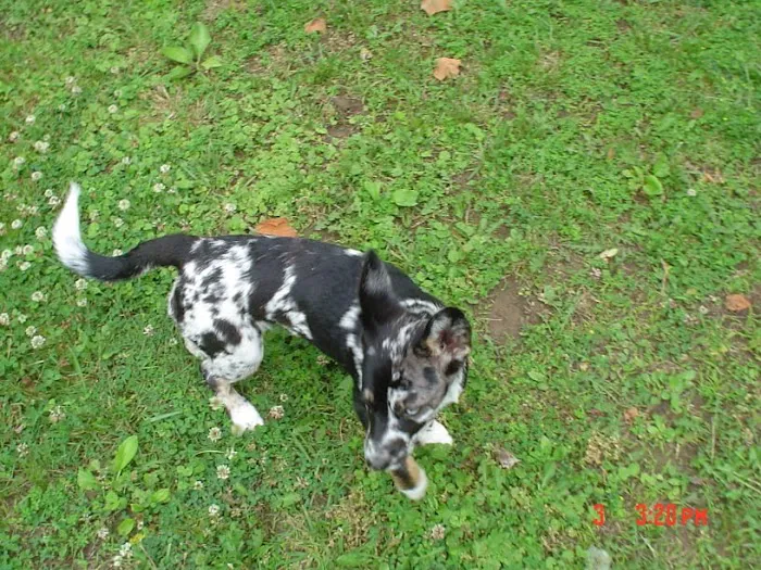 Lee County Animal Hospital Picture 8