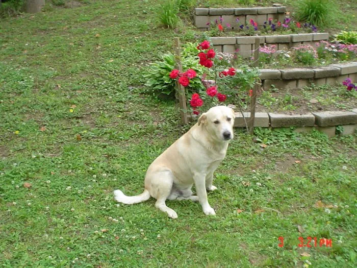 Lee County Animal Hospital Picture 10
