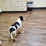 Blaine Veterinary Clinic