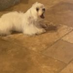 Anderson County Animal Hospital: Roberts Tara DVM