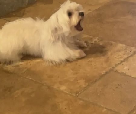 Anderson County Animal Hospital: Roberts Tara DVM
