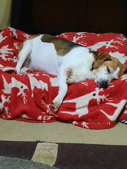 Anderson County Animal Hospital: Roberts Tara DVM Picture 2