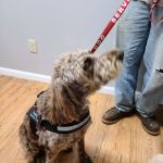 Anderson County Animal Hospital: Roberts Will DVM