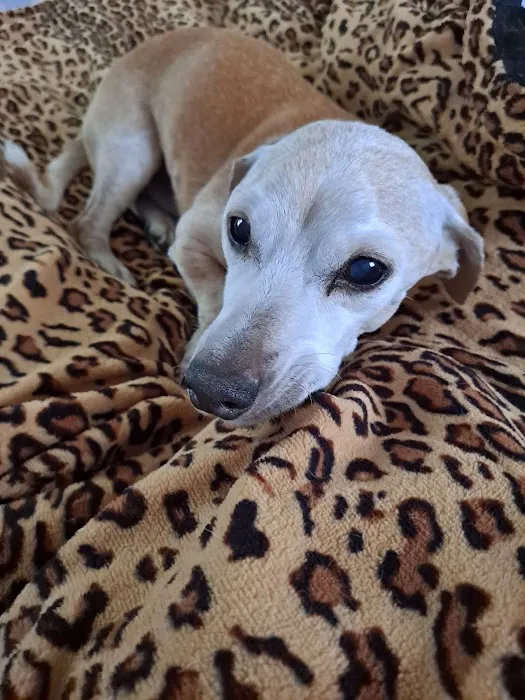 Anderson County Animal Hospital: Roberts Will DVM Picture 2