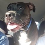 Norris Veterinary Animal Hospital