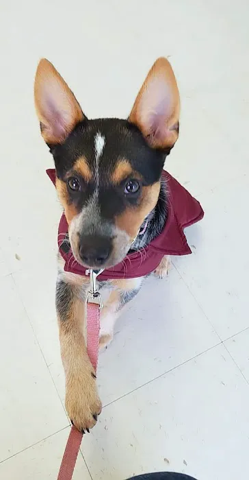 Norris Veterinary Animal Hospital Picture 9