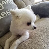 Clinton Animal Hospital ico