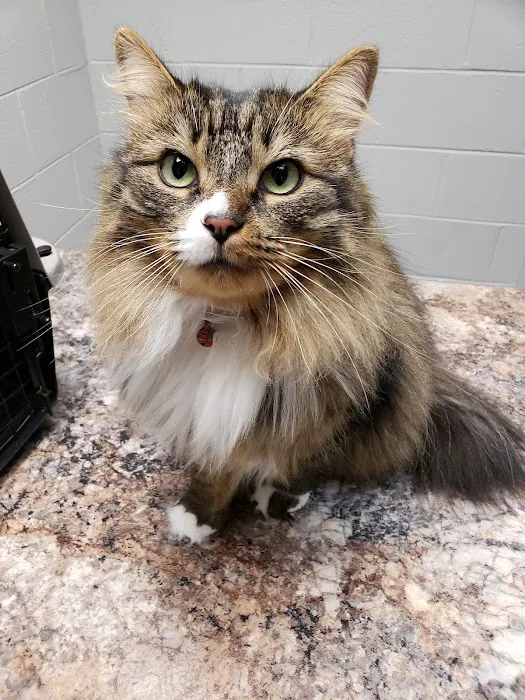Clinton Animal Hospital Picture 4