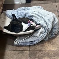 Anderson County Animal Hospital ico