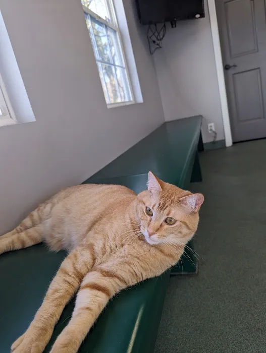 Anderson County Animal Hospital Picture 4